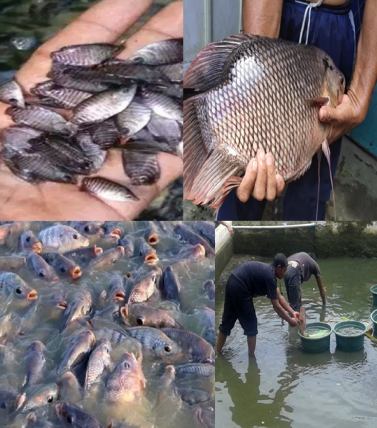 Peternakan Ikan Nila